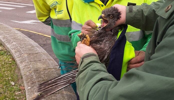 Animal rescatado en La Línea