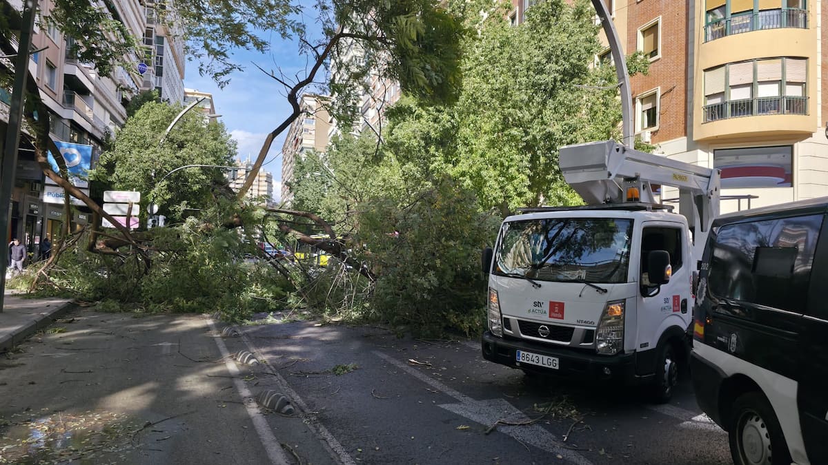 El viento provoca la caída de un árbol en la Gran Vía de Murcia