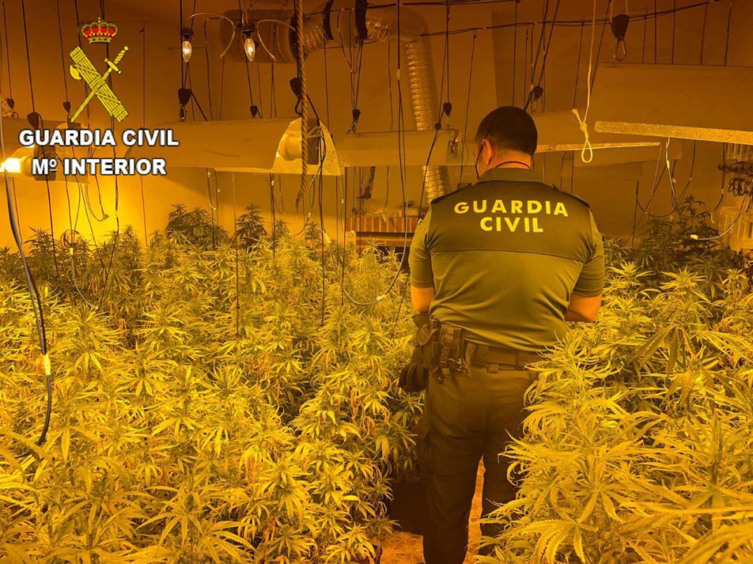 Un agente de la Guardia Civil en una plantación ilegal de &#039;cannabis&#039; en San Martín de Pusa