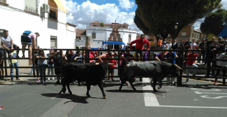 Dos ejemplares pasan ante una de las zonas de mayor afluencia de público del recorrido