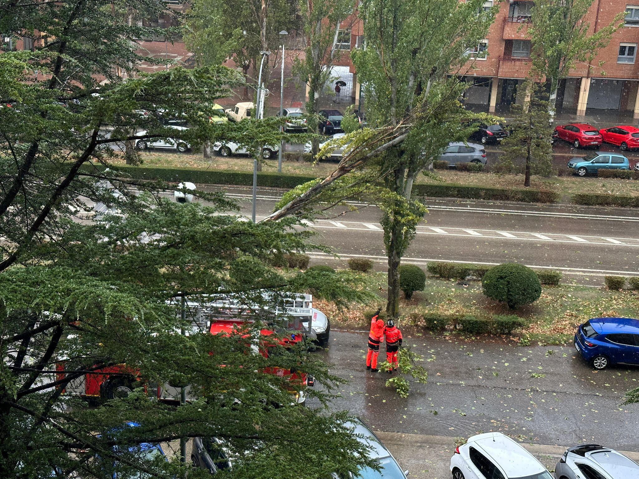 Bomberos de Aranda trabajando con las ramas