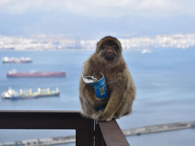 Un mono comiendo comida humana en Gibraltar