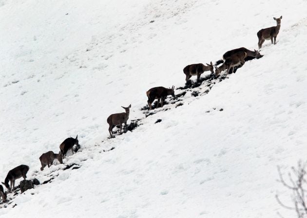 Venados entre la nieve en las proximidades del puerto de San Isidro.