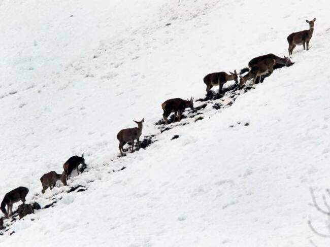 Venados entre la nieve en las proximidades del puerto de San Isidro.