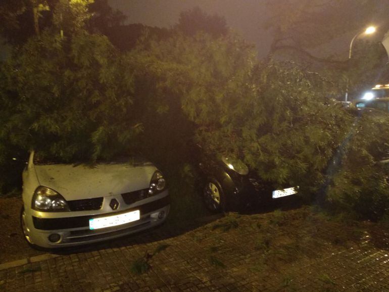 Cuatro coches han resultado dañados por la caída de un árbol en la calle Montevideo de Jerez