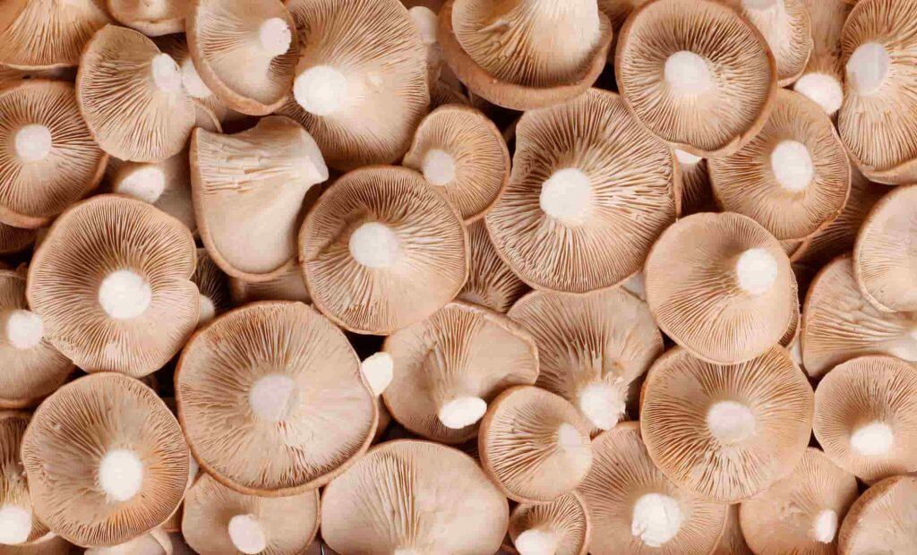 Uno de los principales elementos que distinguen a Setas Meli en el mercado es su decidida apuesta por la producción ecológica.