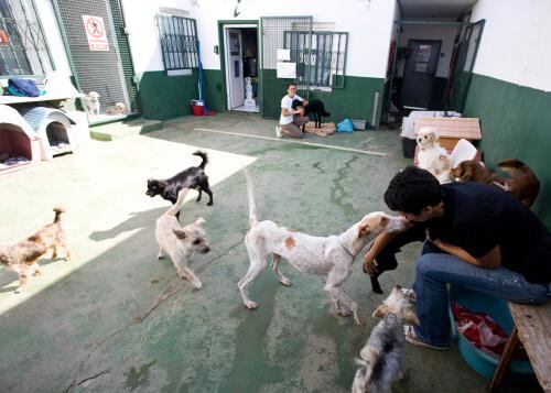 Patio central de la Asociación Protectora de Animales y Plantas «SARA».