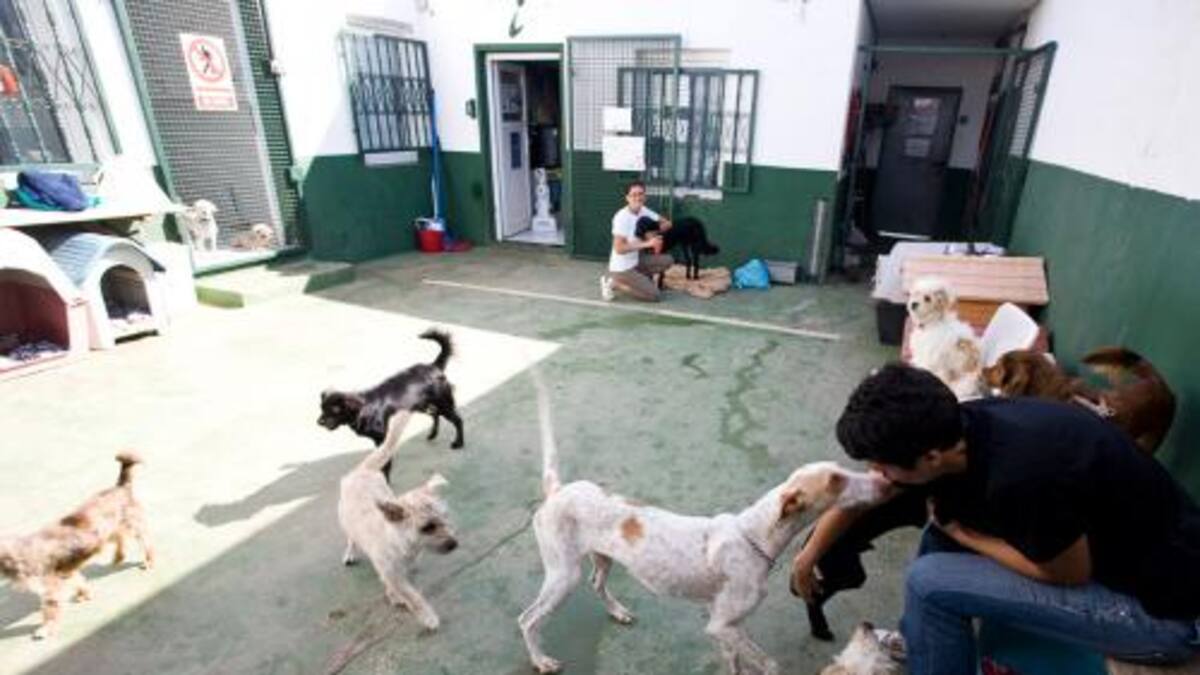 La protectora SARA de Lanzarote, más desbordada aún con la llegada del verano