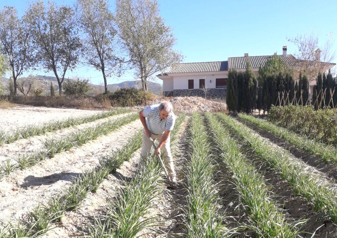 Imagen de archivo de José Domingo en su huerto en Sax