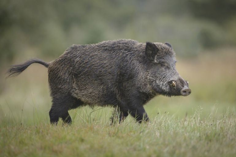 Pese a tener una mala vista, el olfato permite a los jabalíes detectar semillas bajo tierra 