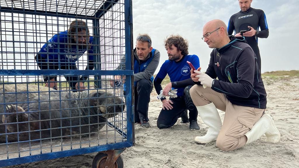 Recuperación de una foca gris en la playa de La Llana