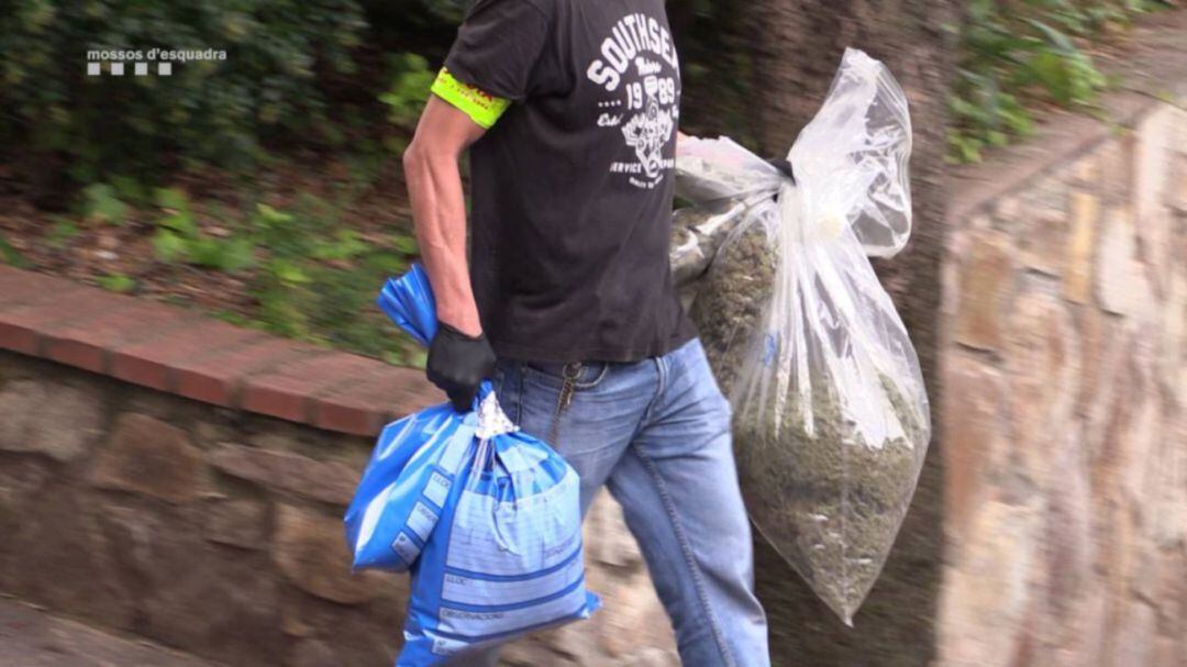 Un agente retira marihuana de una casa cercana a Barcelona donde un grupo sueco tenía una plantación