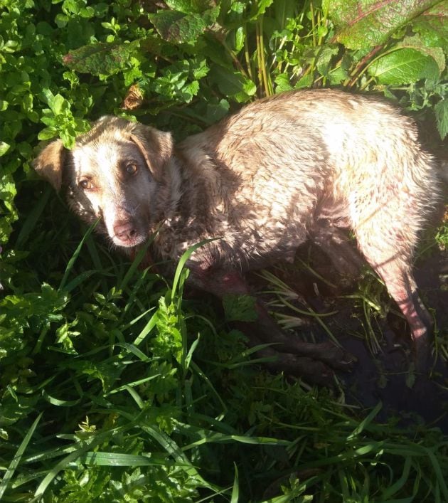 La perra que fue disparada y golpeada por un cazador este sábado en el municipio lucense de Chantada.