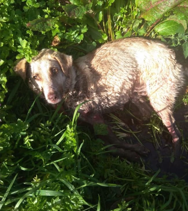 La perra que fue disparada y golpeada por un cazador este sábado en el municipio lucense de Chantada.