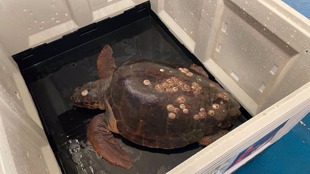 Ejemplar de tortuga rescatado por unos pescadores de Sanlúcar