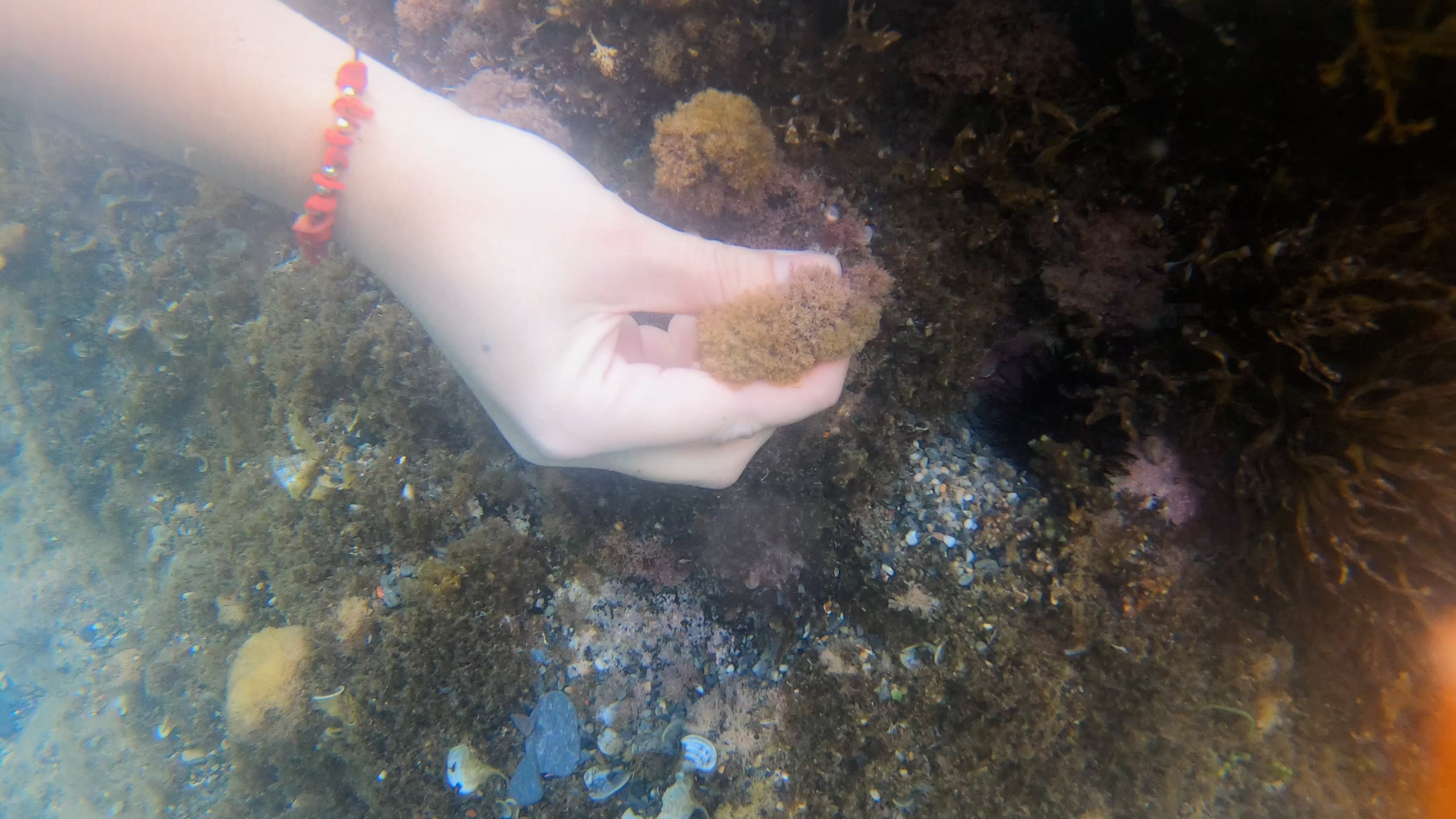 Microalgas tóxicas encontradas en las costas de la Región