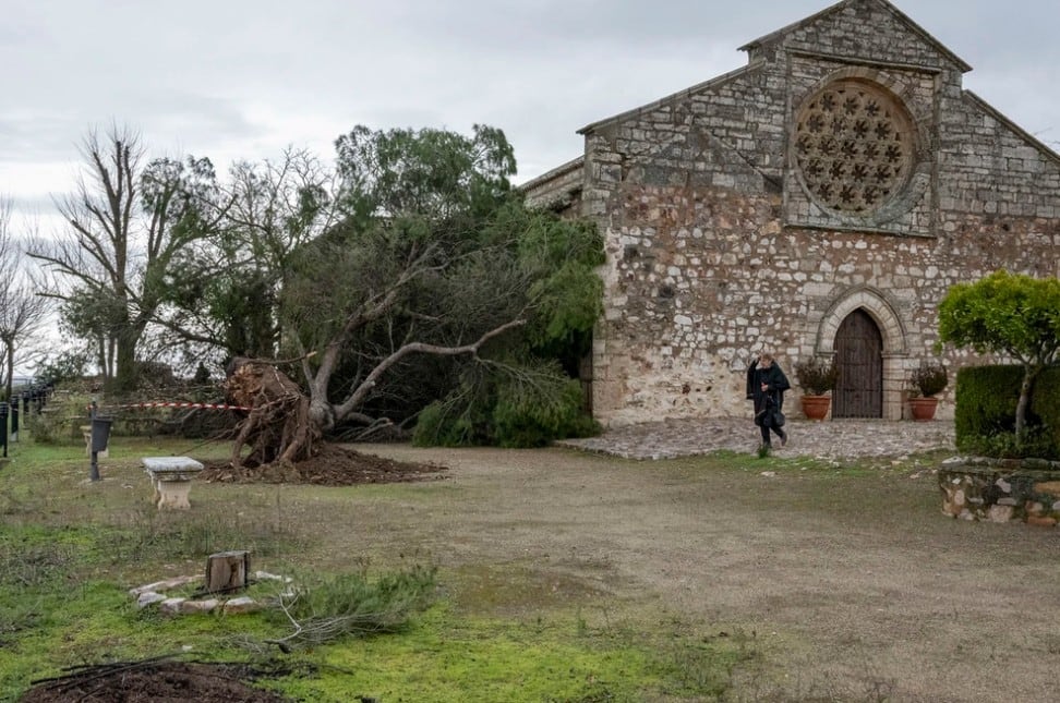La caída del pino estuvo a punto de impactar con la ermita de la Virgen de Alarcos