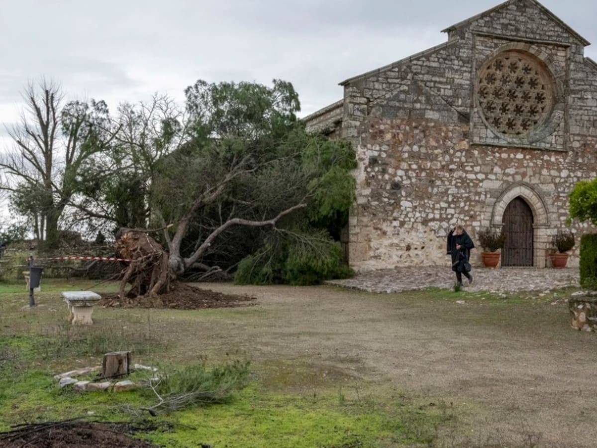 La caída de un pino de gran tamaño, a punto de dañar la ermita de Alarcos, en Ciudad Real