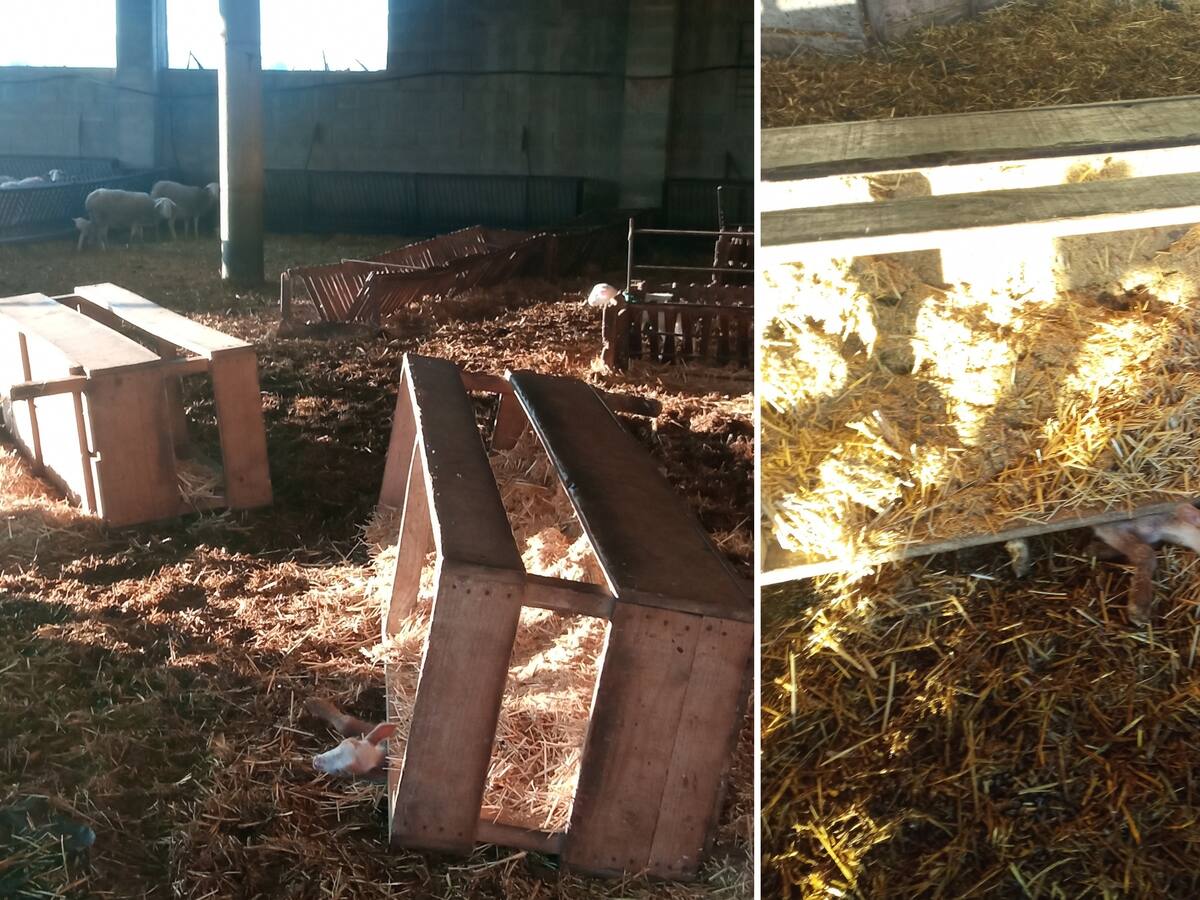 Investiguen uns animalistes per maltractament animal