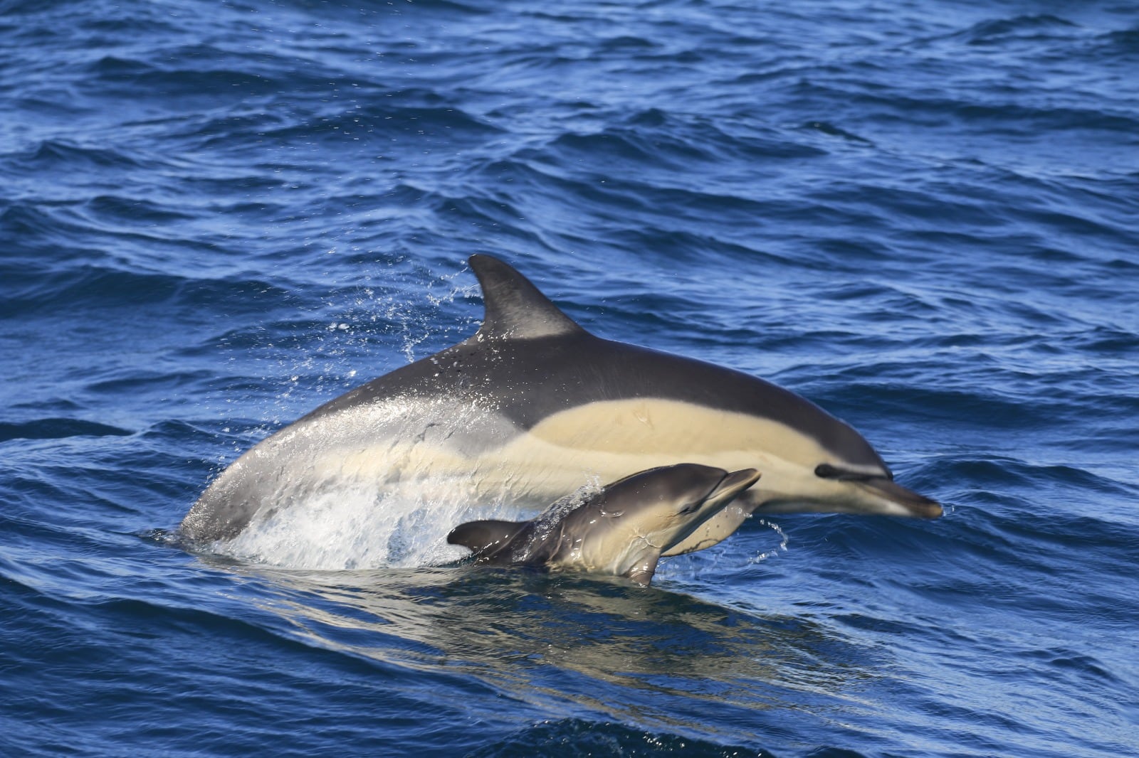 Delfines listados, Estrecho Natura.