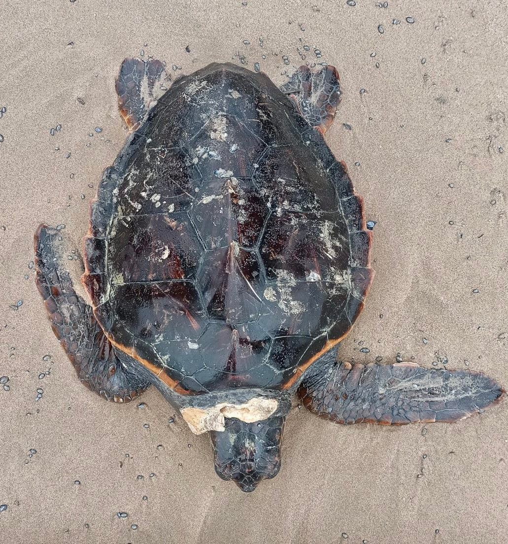 Tortuga encontrada en la playa de Gandia