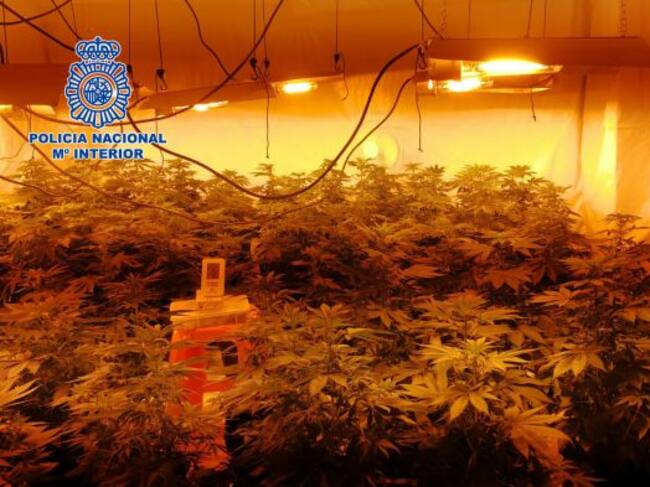 Plantación de marihuana intervenida en la misma operación