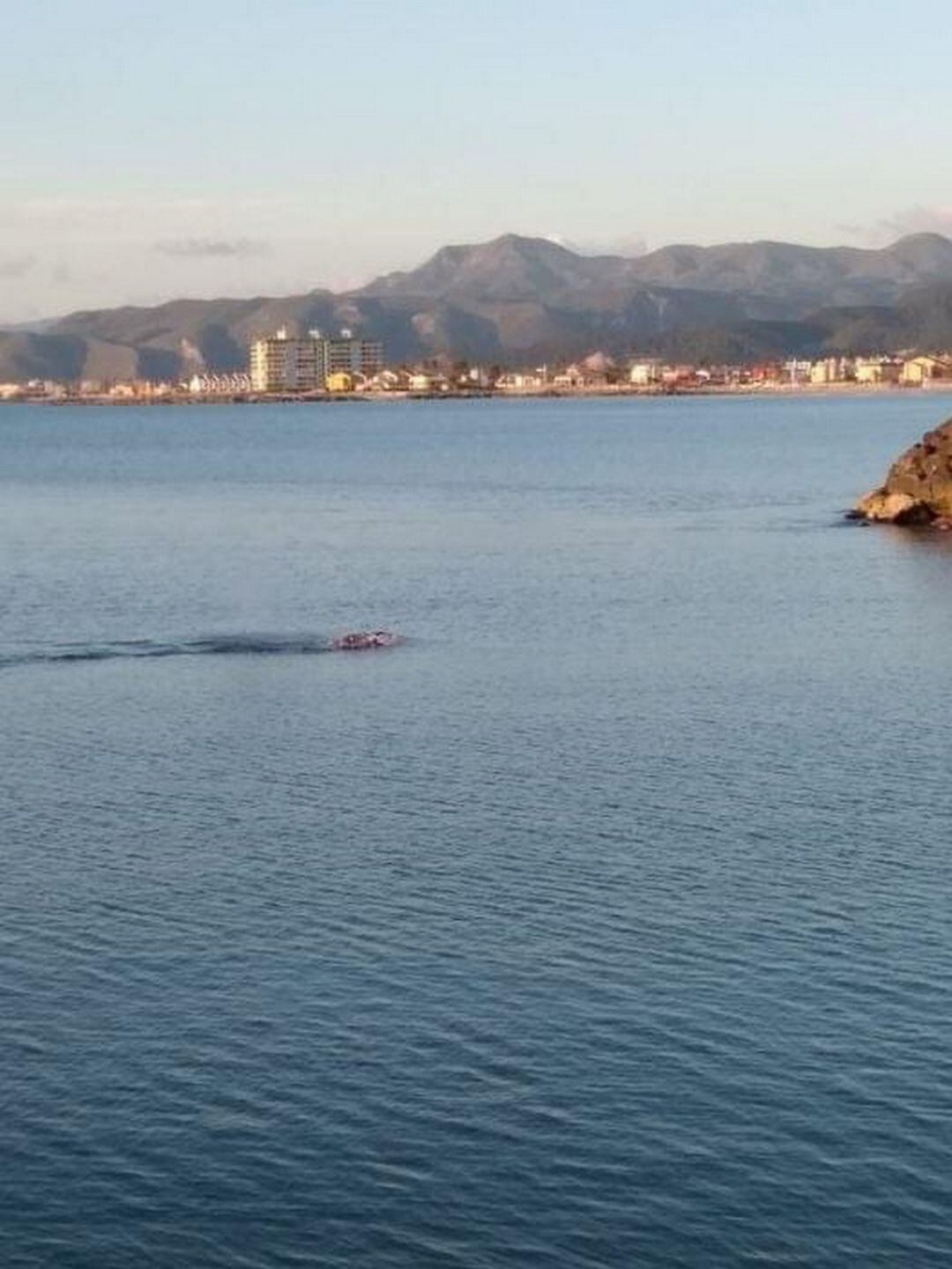 Cria de ballena gris en las costas de la Comunitat Valenciana 