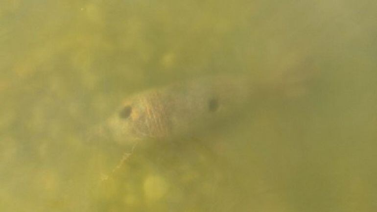 Obús aparecido en Parque Mayaría de Alcorcón