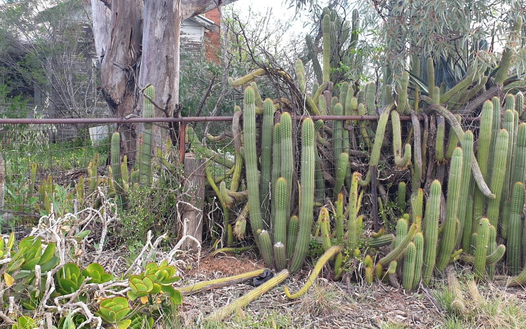 Encuentra a la serpiente oculta en la imagen.