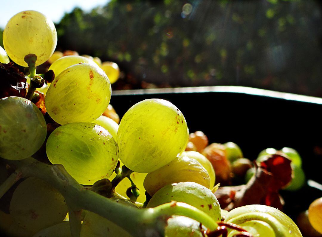 Uva para vino blanco en Extremadura