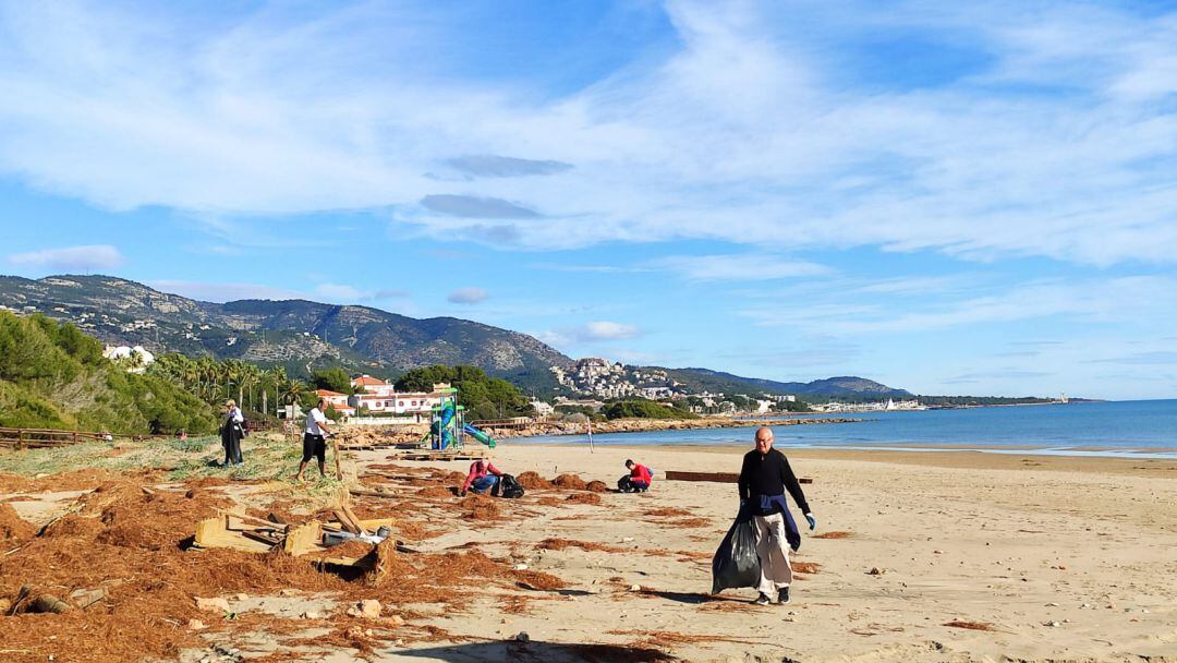 Voluntarios limpiando la playa de Alcossebre