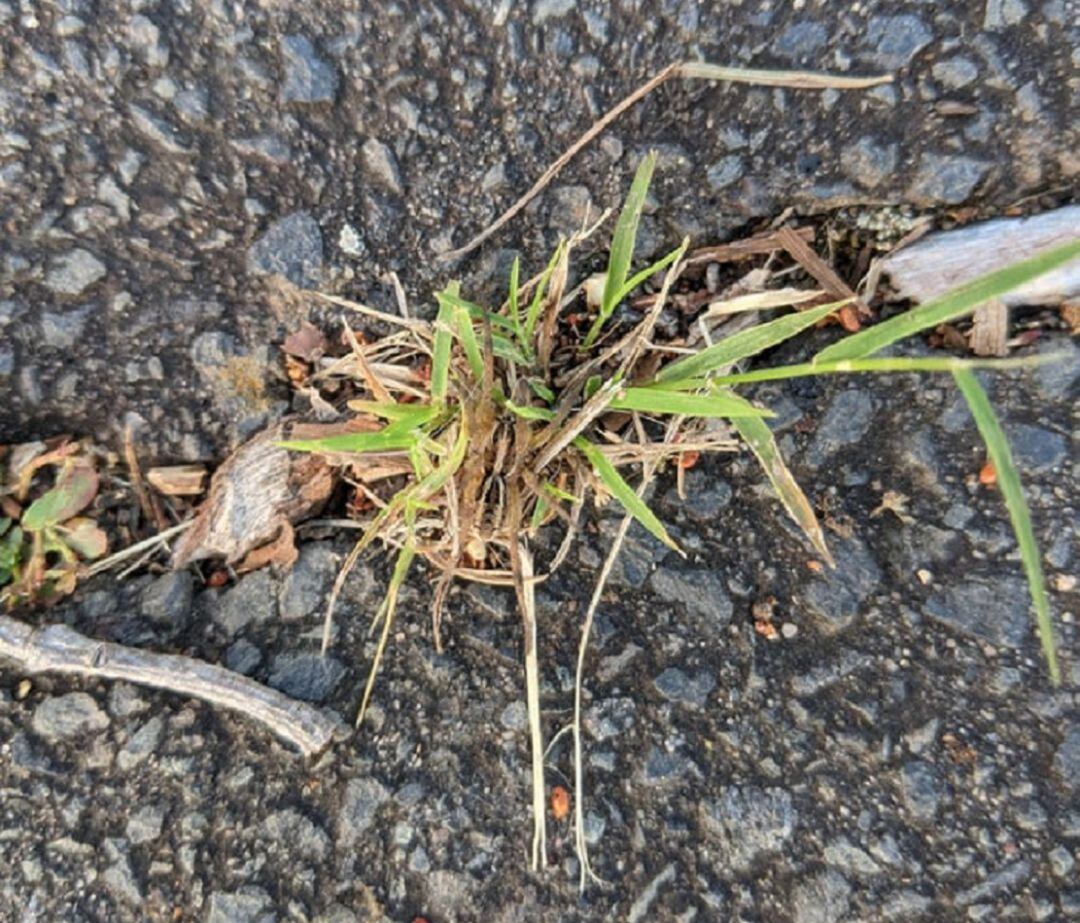 ¿Puedes dar con el animal oculto en esta imagen?