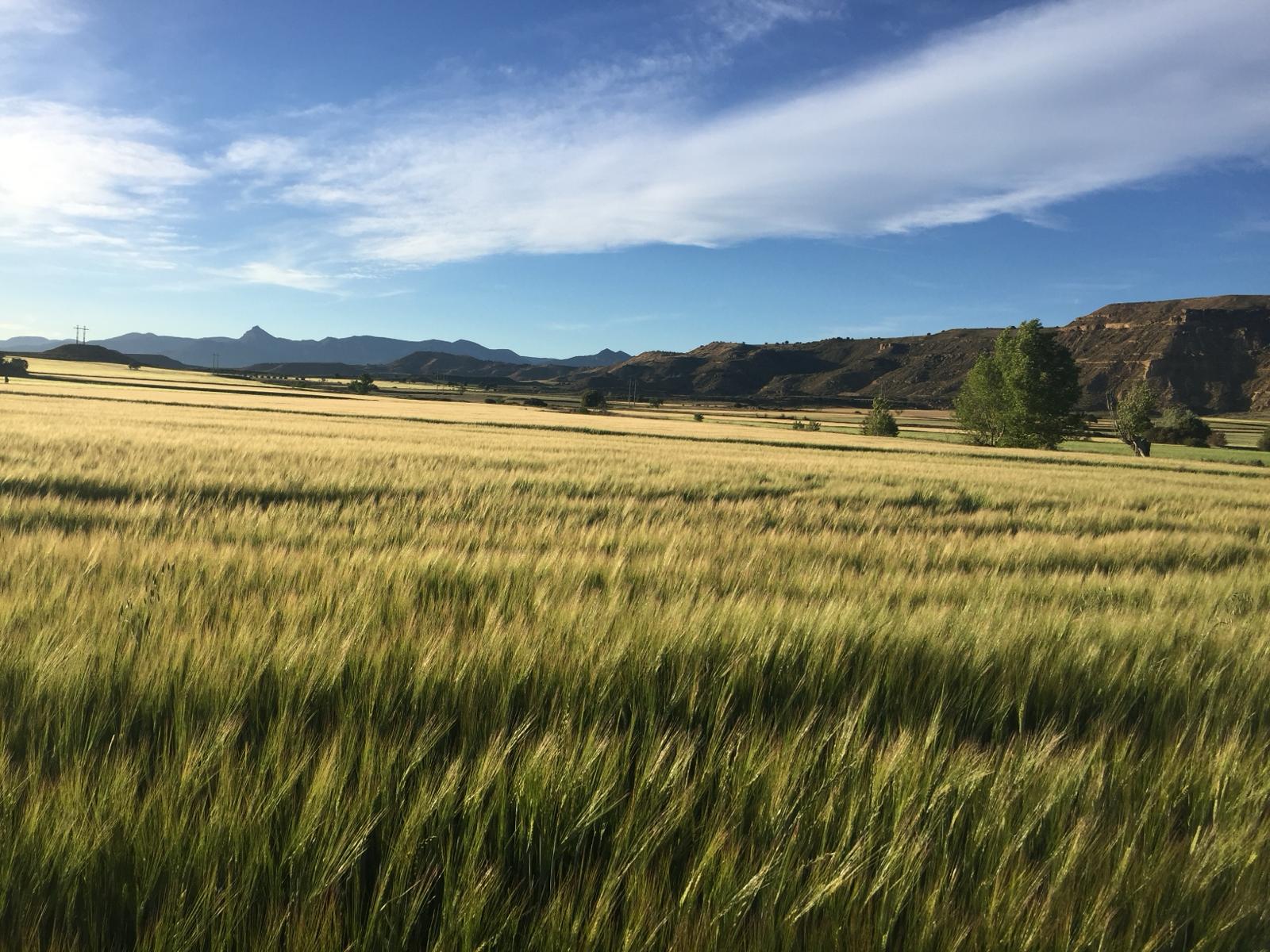 Campo de cereal en la provincia de Huesca