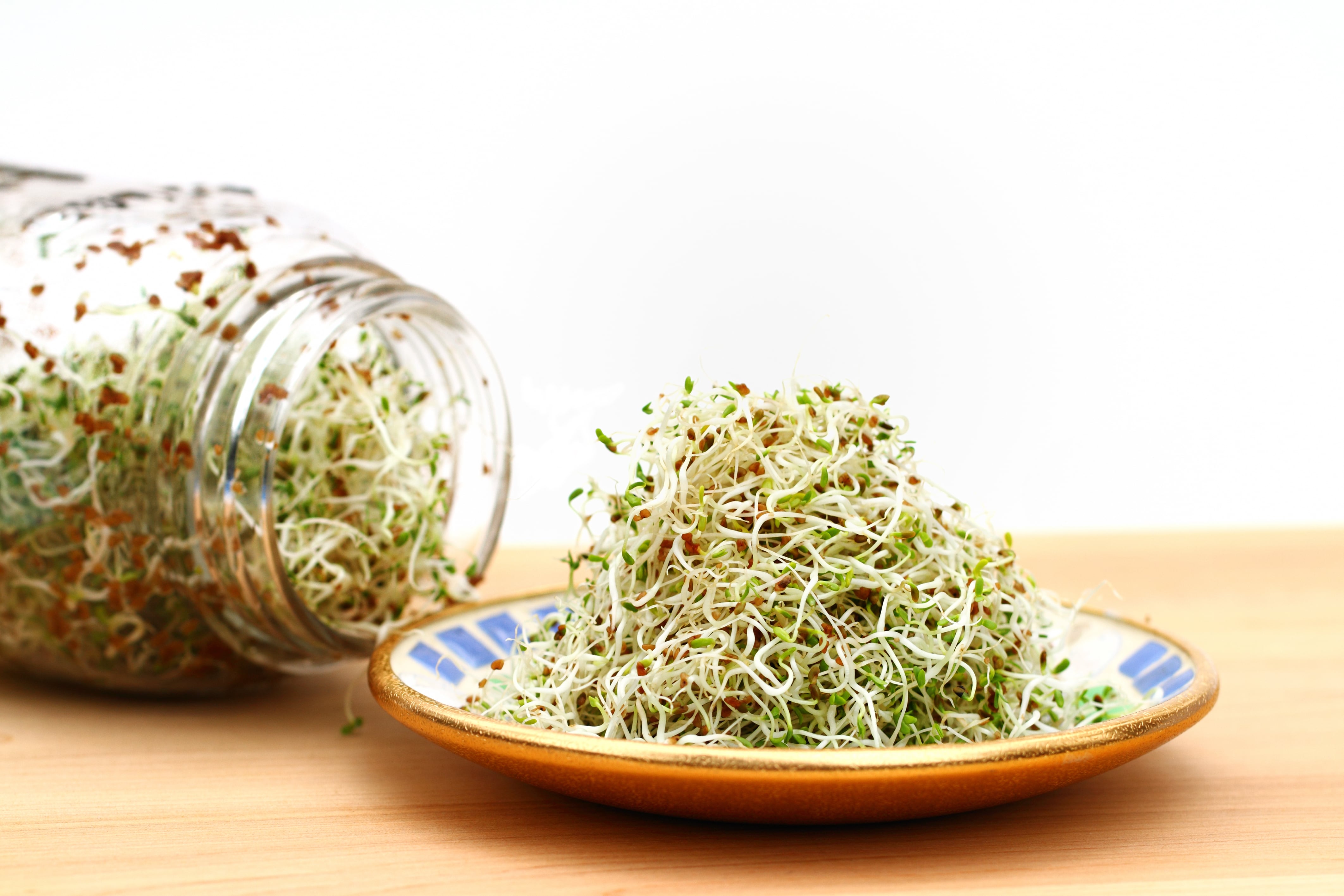 Un plato con brotes germinados, en una imagen de archivo.