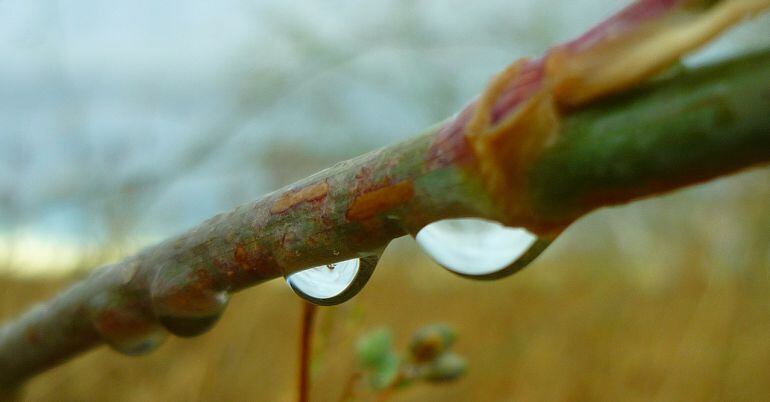 Las lluvias primaverales han salvado las cosechas de la regi&oacute;n 