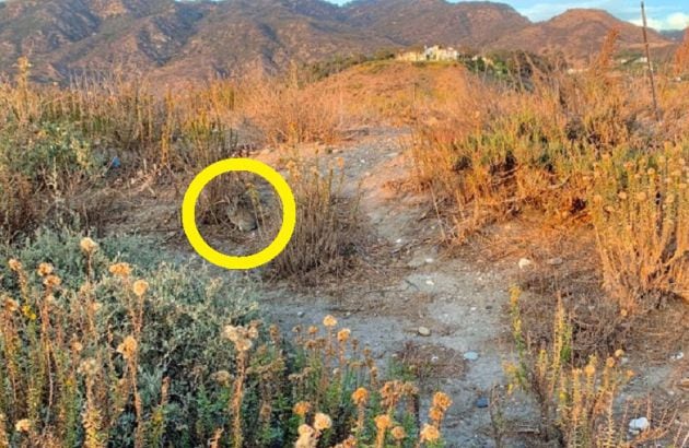 El conejo estaba en el centro de la fotografía.