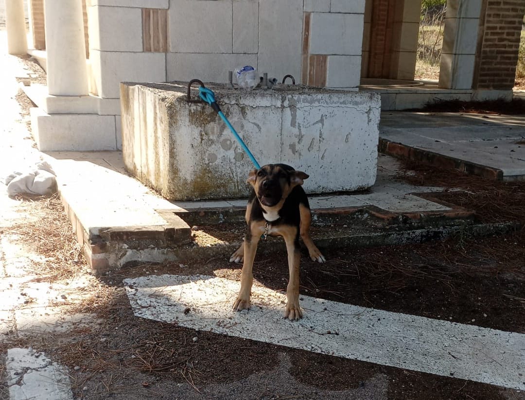 Imagen del perro abandonado