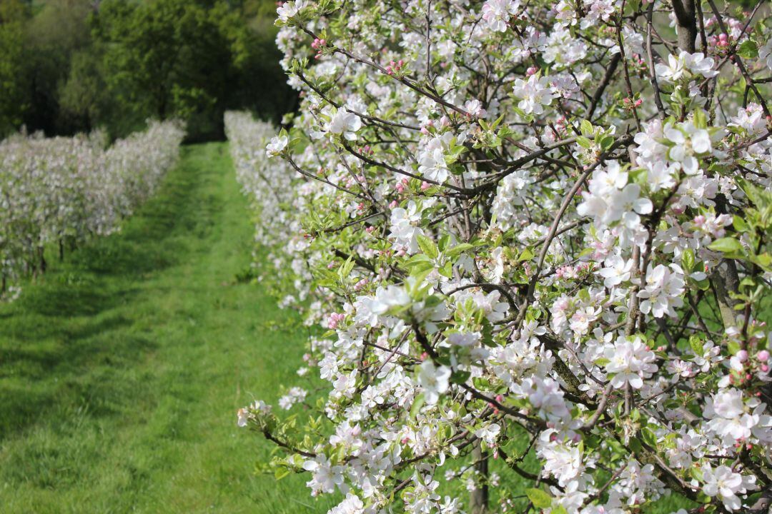 Manzanos en flor en una pomarada asturiana