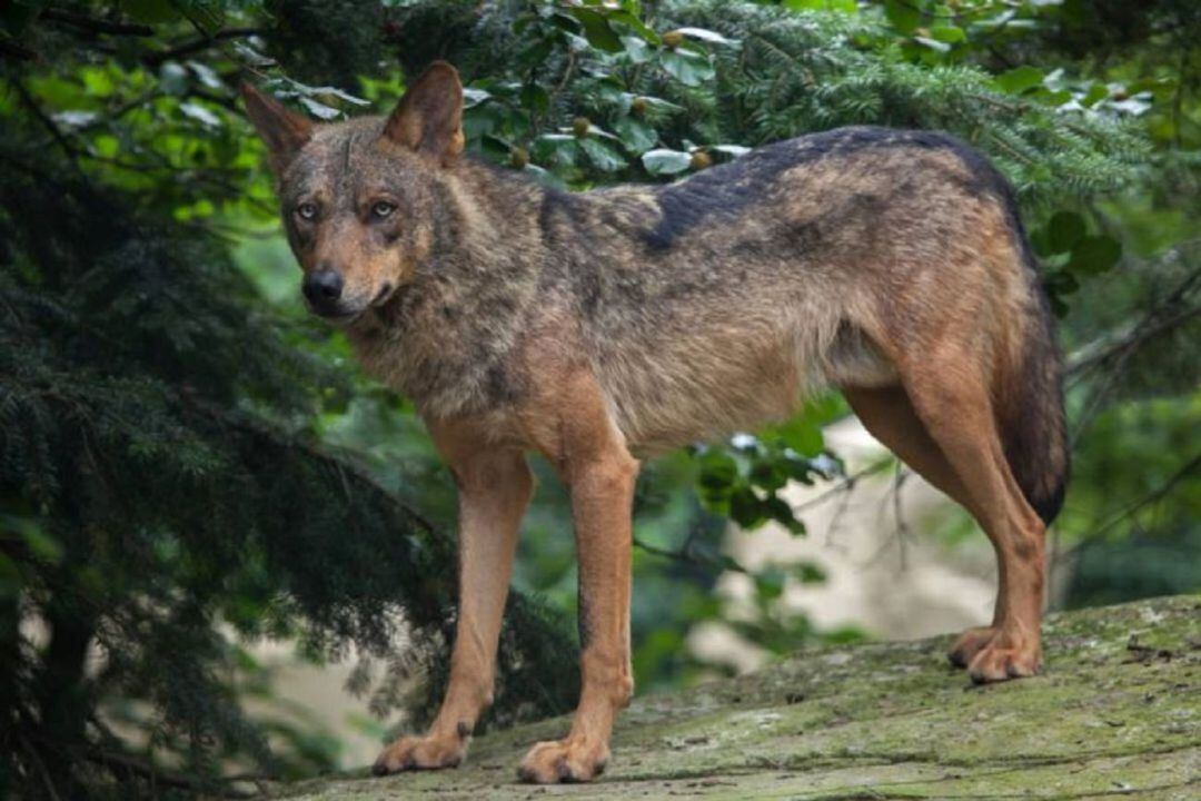 Ejemplar de lobo ibérico