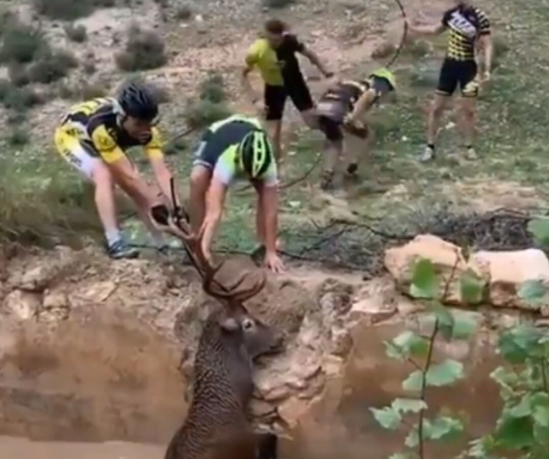 Unos ciclistas rescatan a un ciervo en Granada. 
