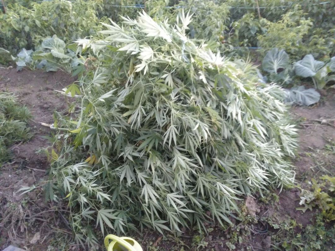 Plantación incautada