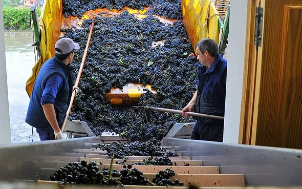 Labores de la recepción de uva en bodega