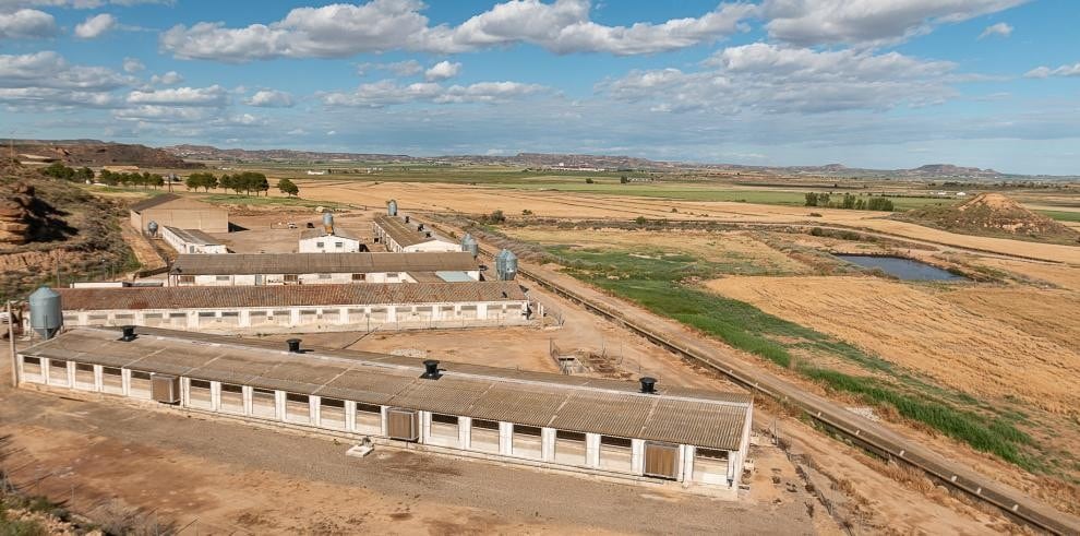 Aragón pide al Ministerio intensificar las negociaciones internacionales para proteger las exportaciones de porcino. Foto: DGA