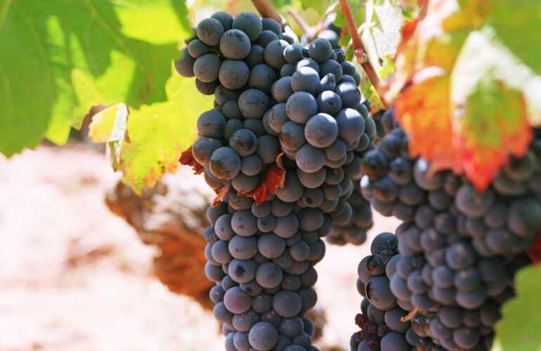 Uva de la variedad bobal
