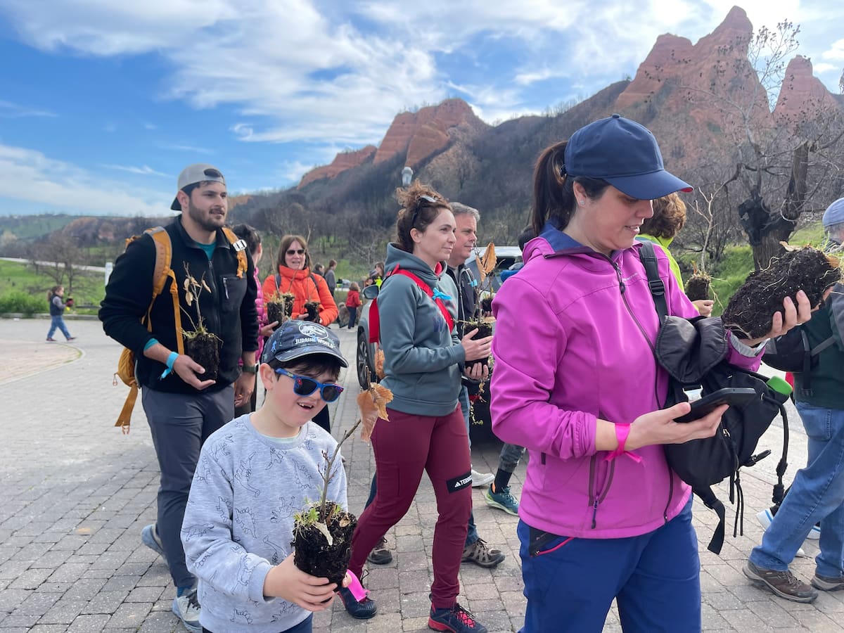 La Junta echa al traste con la plantación de castaños promovida por el Ministerio de Asuntos Sociales en Las Médulas
