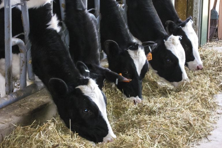 Vacas lecheras comiendo