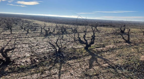 Viñedo en vaso dentro de la parcela a concurso