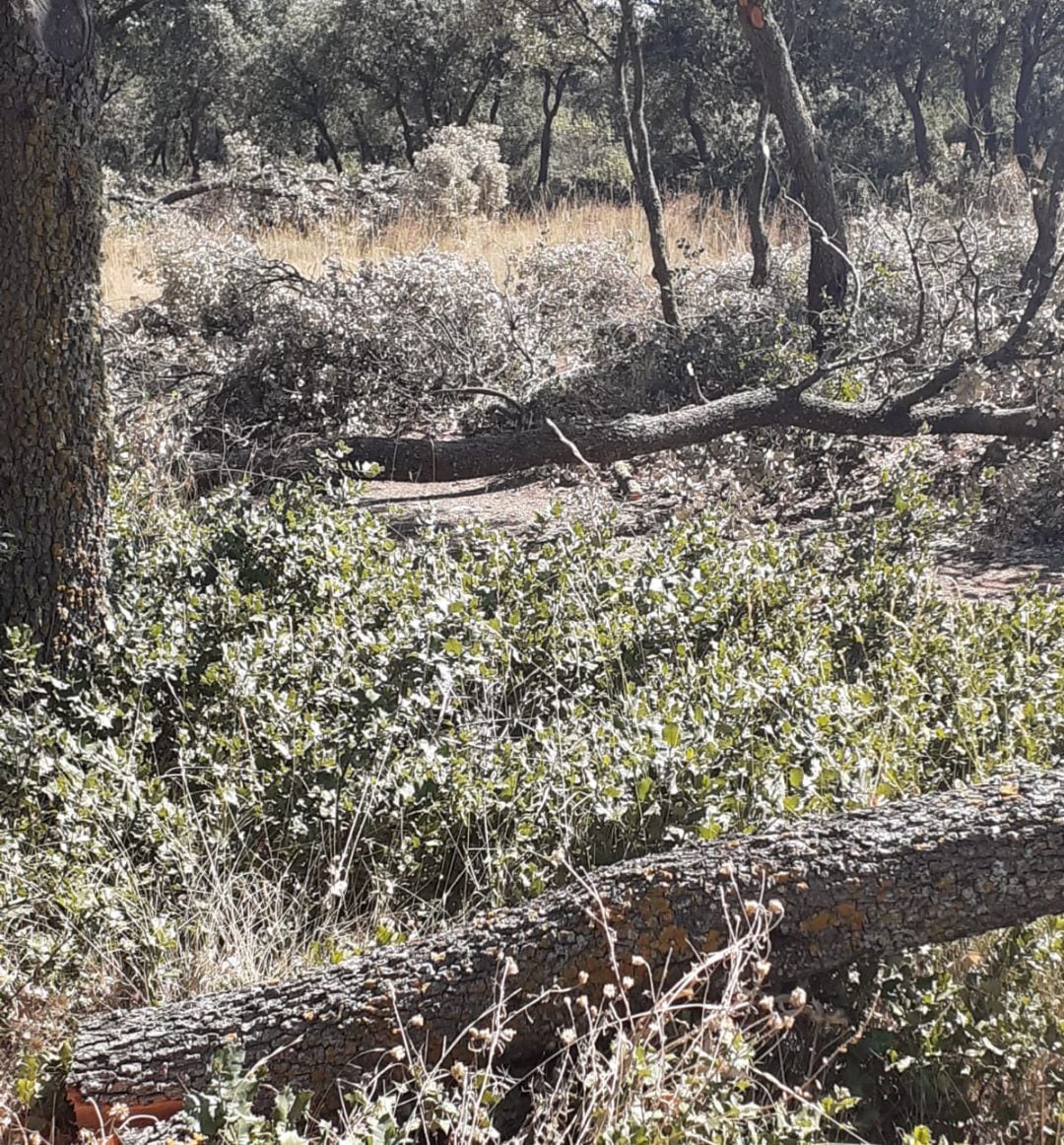 El PSOE pide información en el Ayuntamiento sobre la tala de encinas en el Monte El Viejo