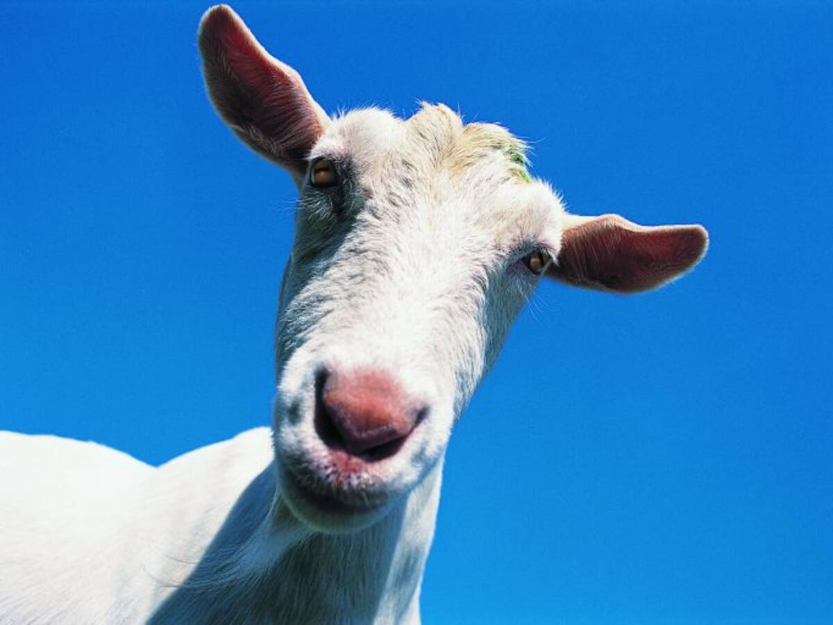 Cuando en lugar de 'help' entiendes ¡beee!