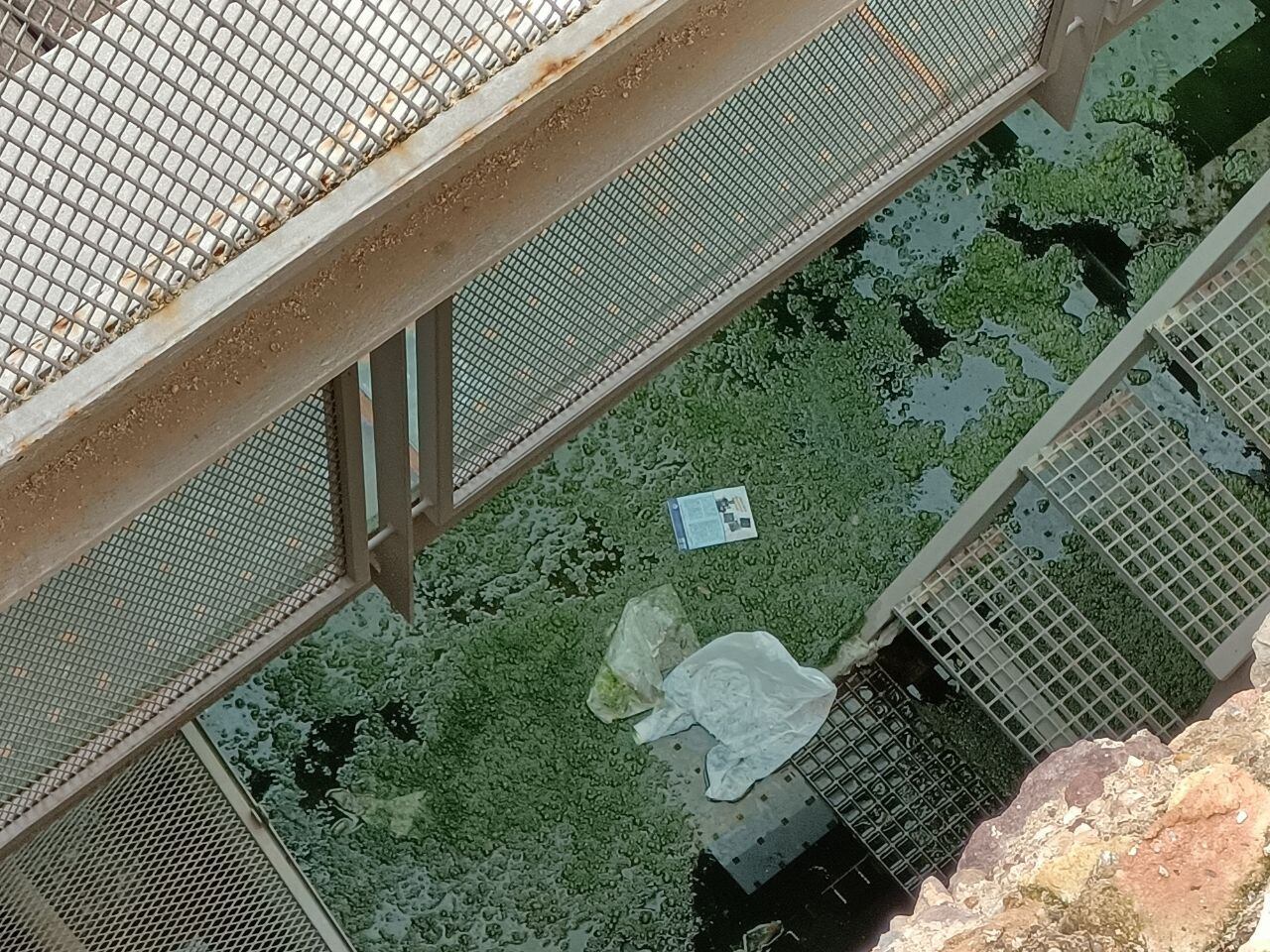 Agua putrefacta en el foso de la muralla medieval de Verónicas, en Murcia